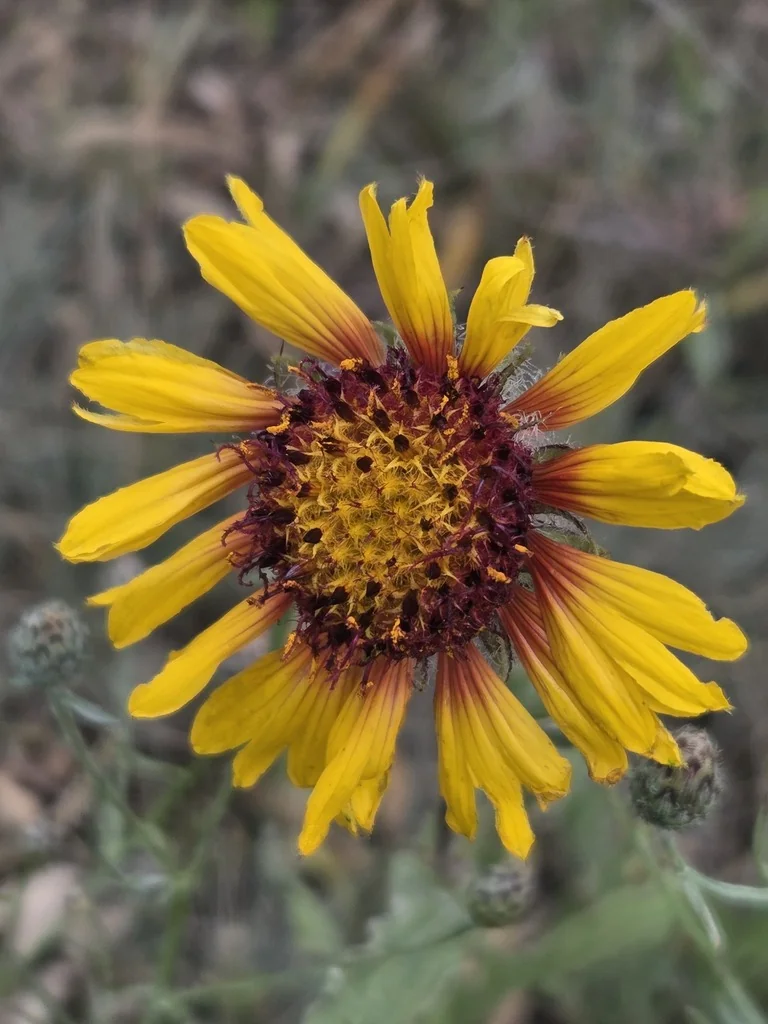 Gaillardia Aristata