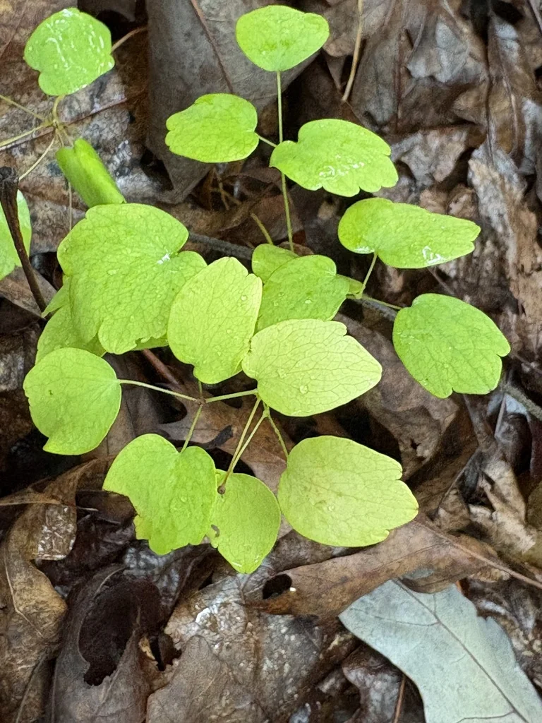 Anemonella Thalictroides
