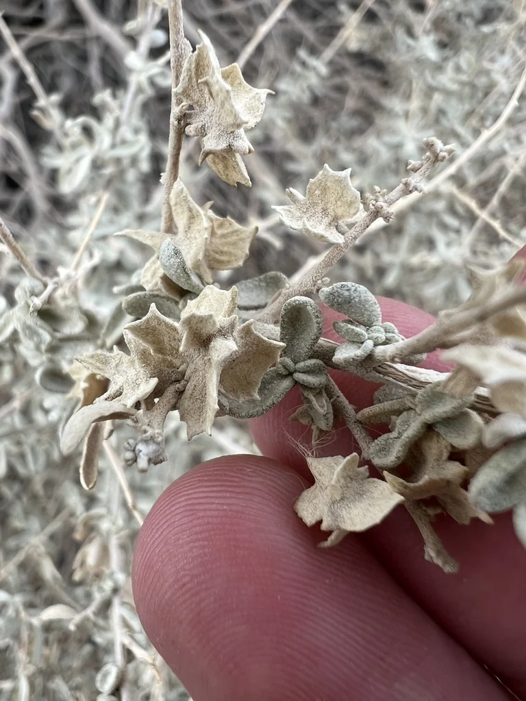 Atriplex Canescens