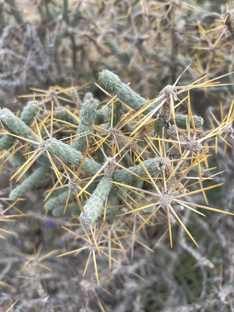 Cylindropuntia Ramosissima
