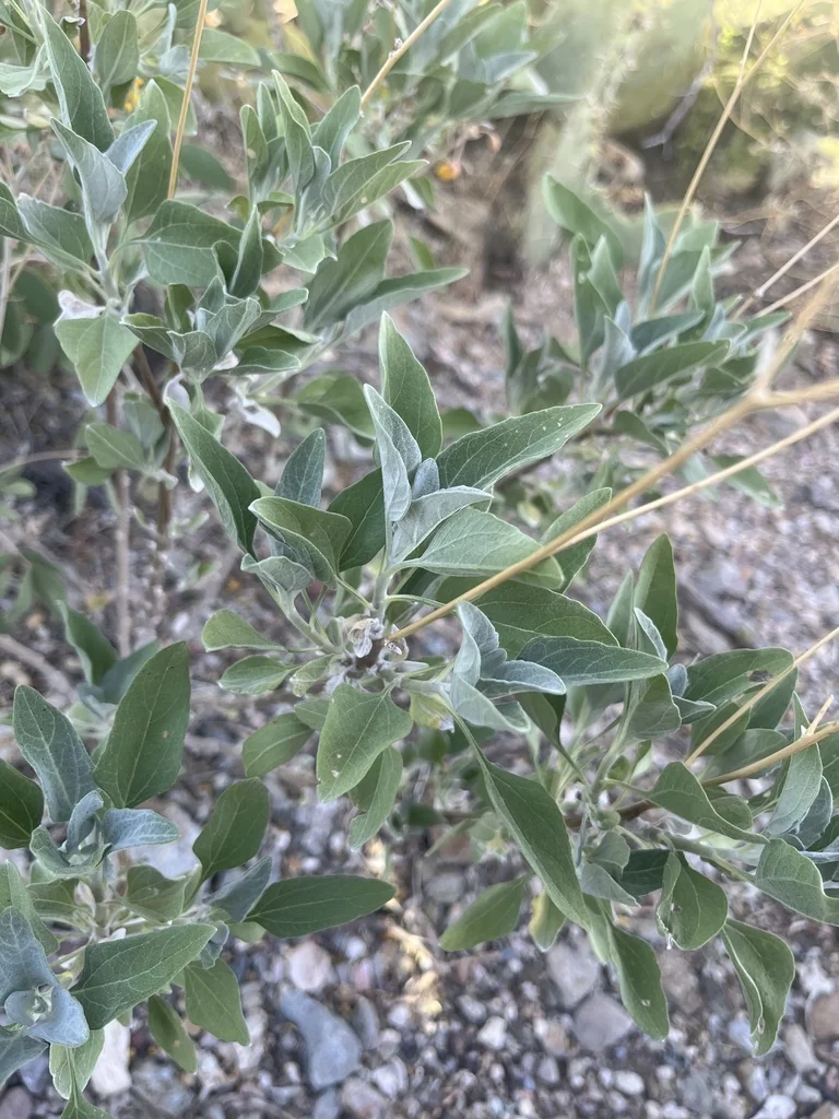 Encelia Farinosa