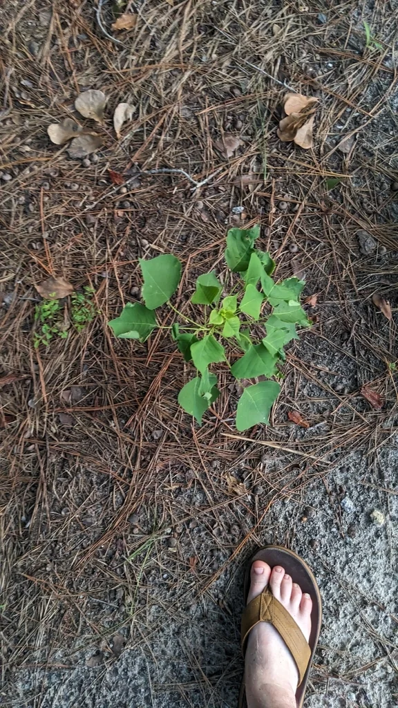 Triadica Sebifera