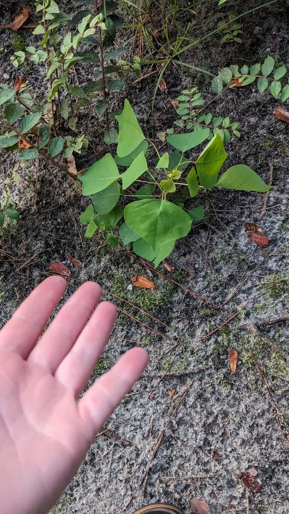 Triadica Sebifera