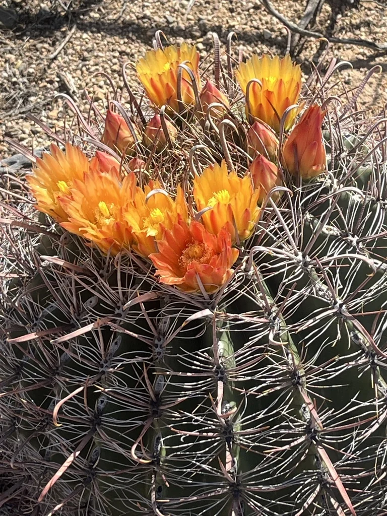 Ferocactus Wislizeni
