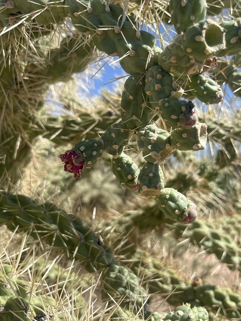 Opuntia Fulgida
