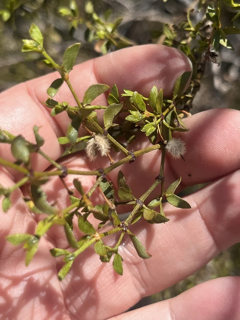 Larrea Tridentata
