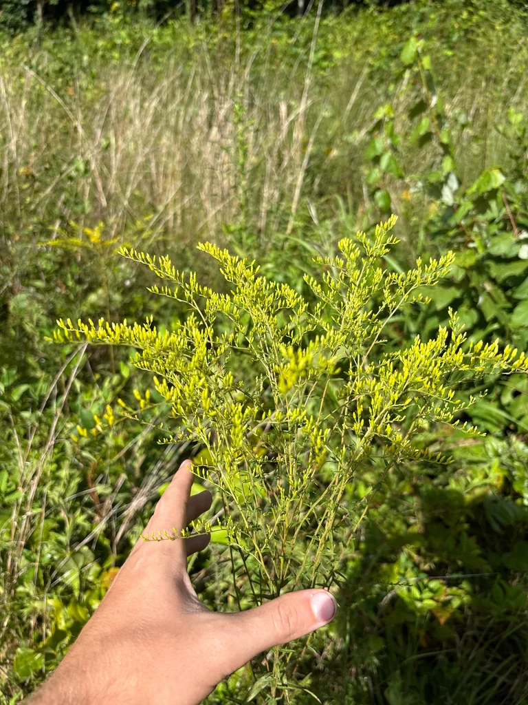 Solidago Odora