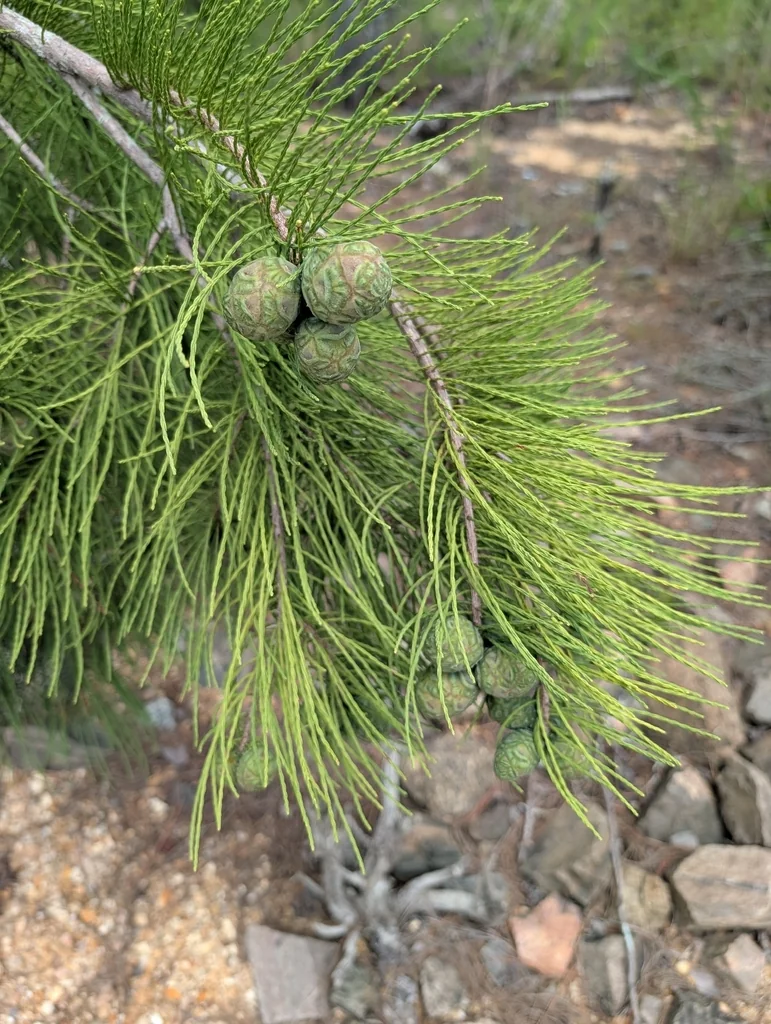 Taxodium Ascendens