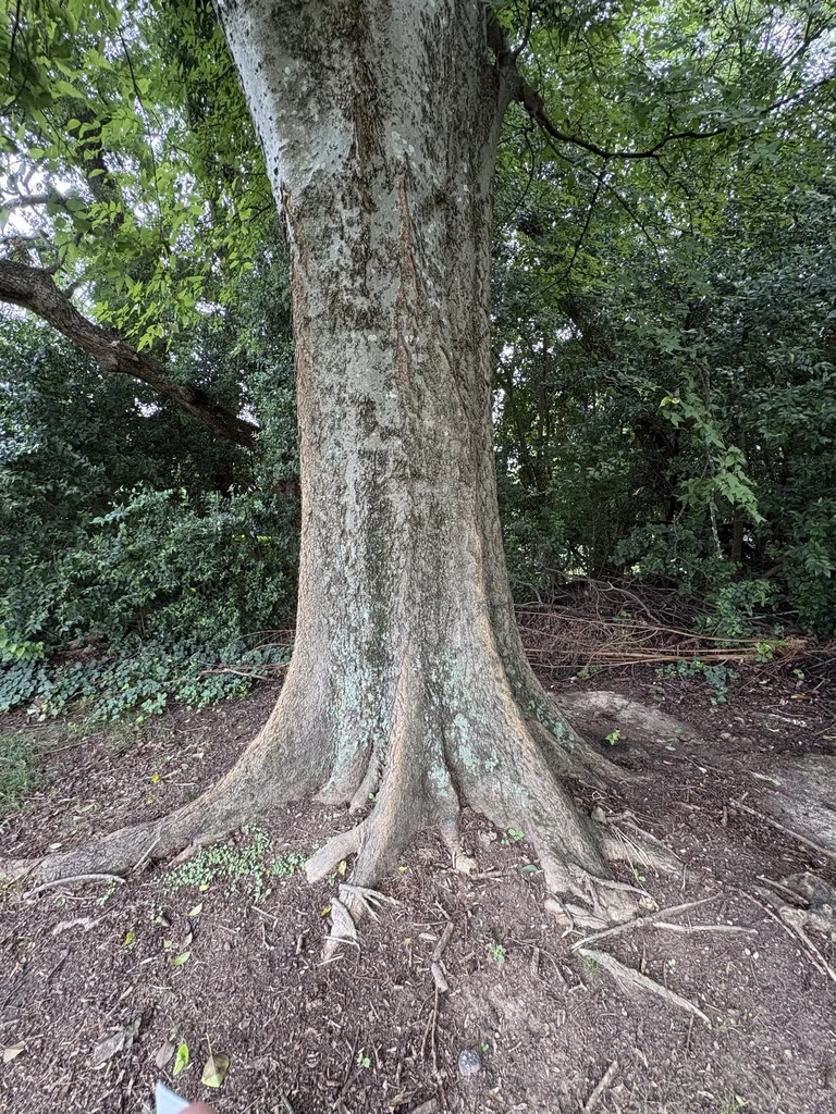 Celtis Laevigata