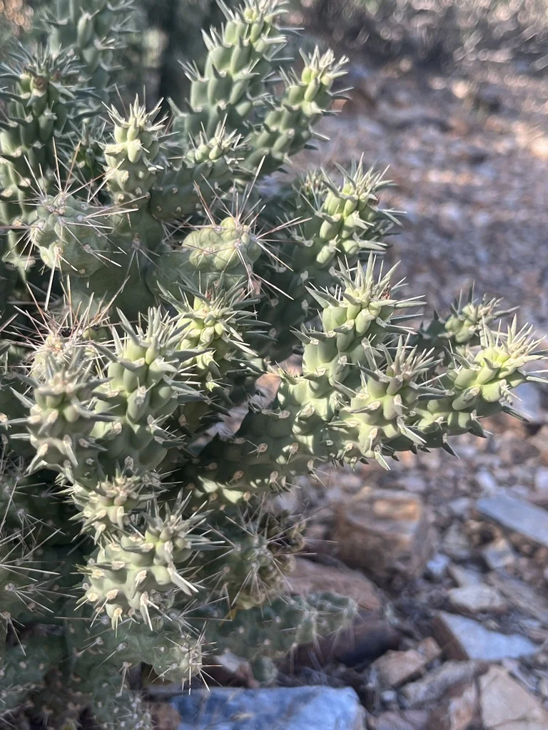 Opuntia Fulgida