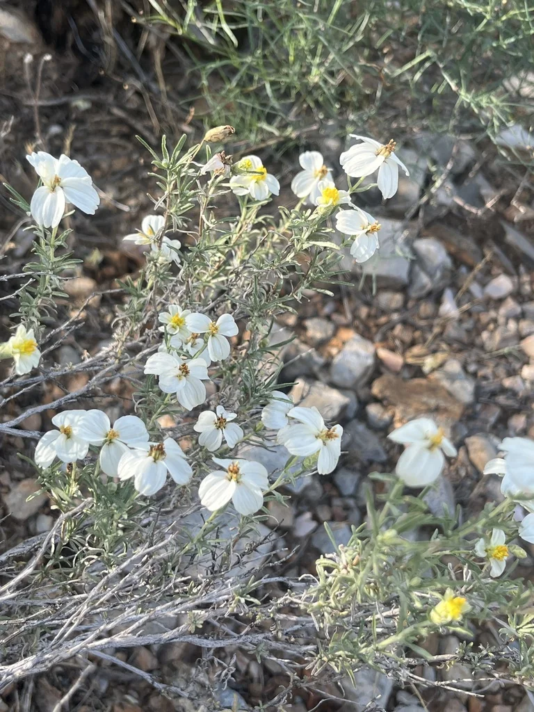 Zinnia Acerosa