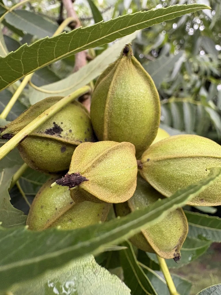 Carya illinoinensis