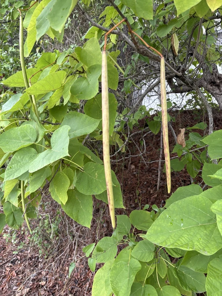 Catalpa Bignonioides
