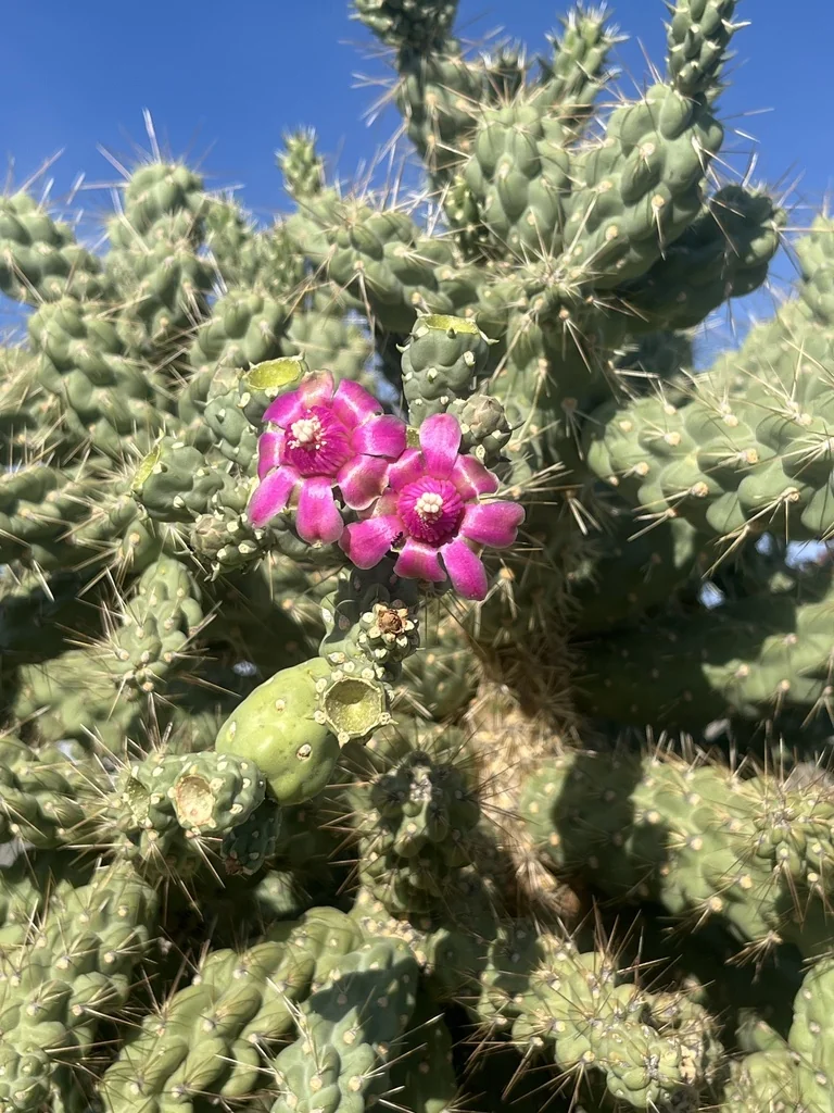 Opuntia Fulgida