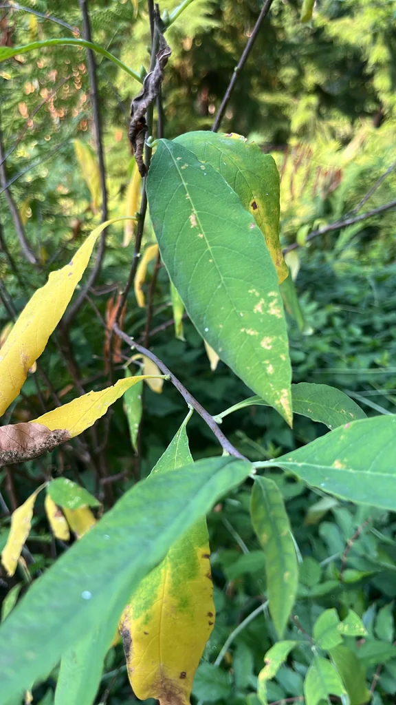 Oemleria Cerasiformis