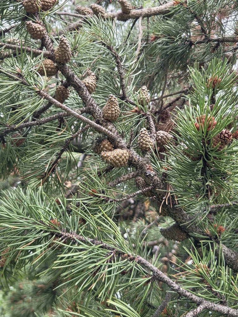 Pinus Contorta