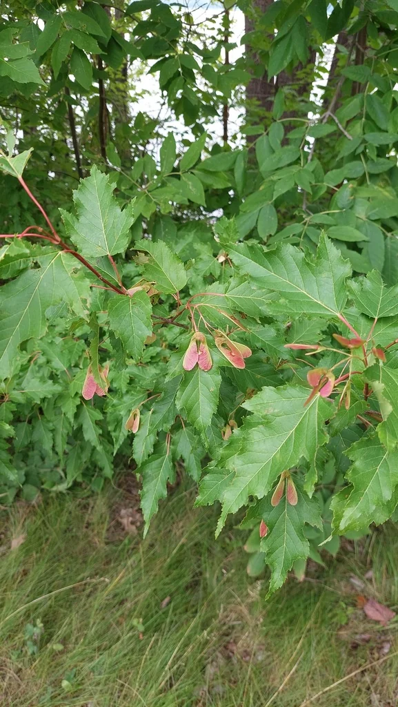 Acer Ginnala