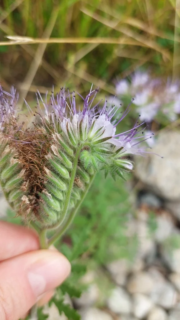 Phacelia Tanacetifolia