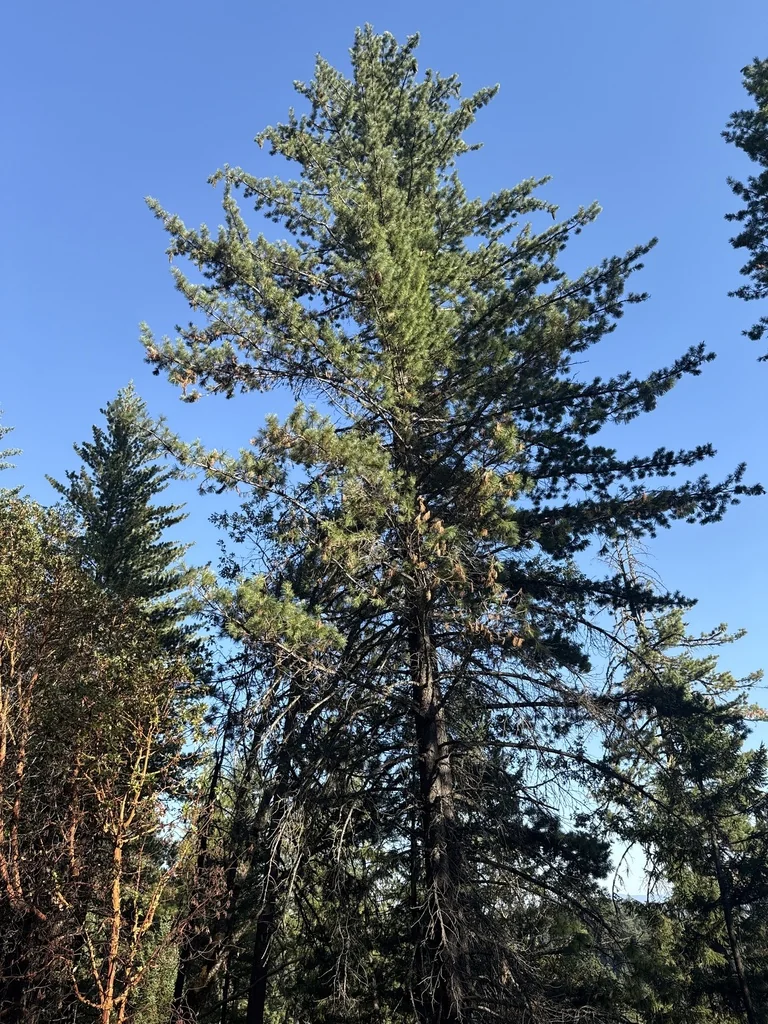 Pinus Lambertiana
