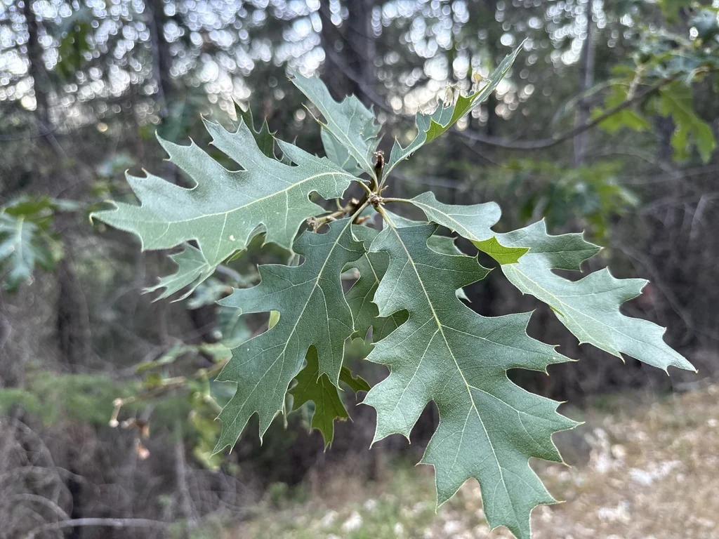 Quercus Kelloggii