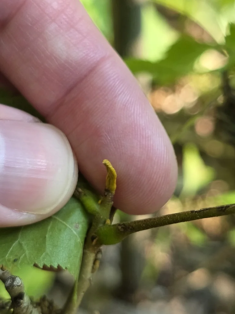 Carya Cordiformis