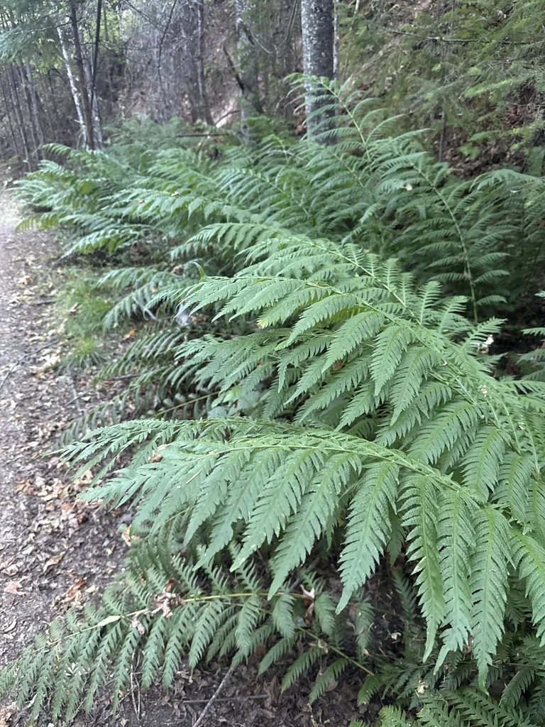 Woodwardia Fimbriata