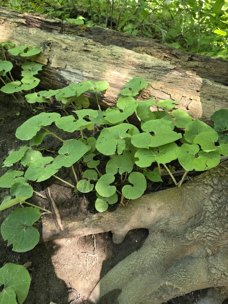 Asarum Canadense