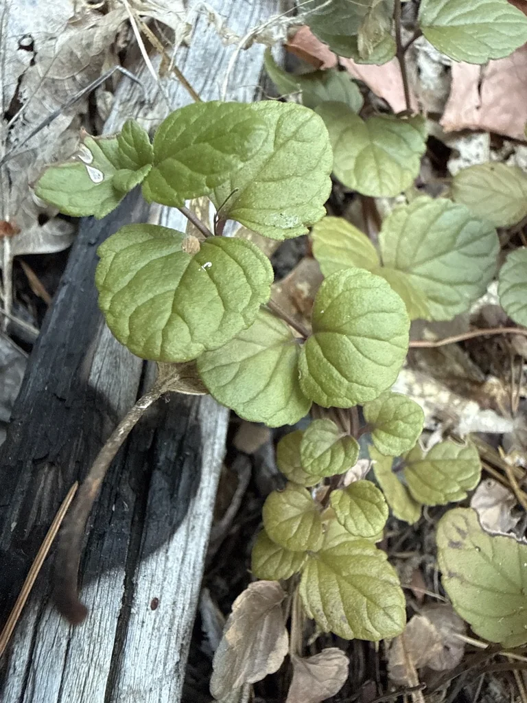 Satureja Douglasii