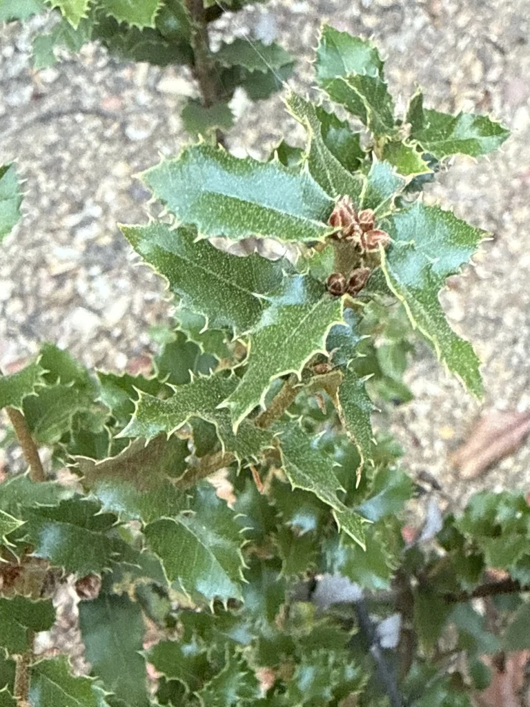 Quercus Chrysolepis
