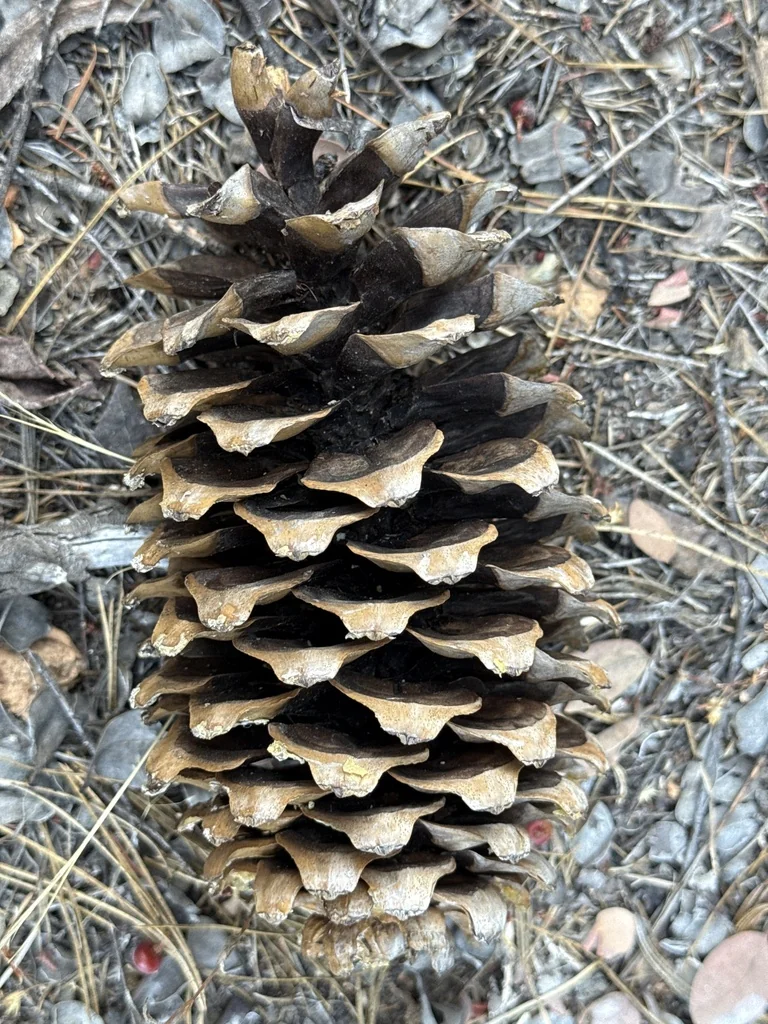 Pinus Monticola