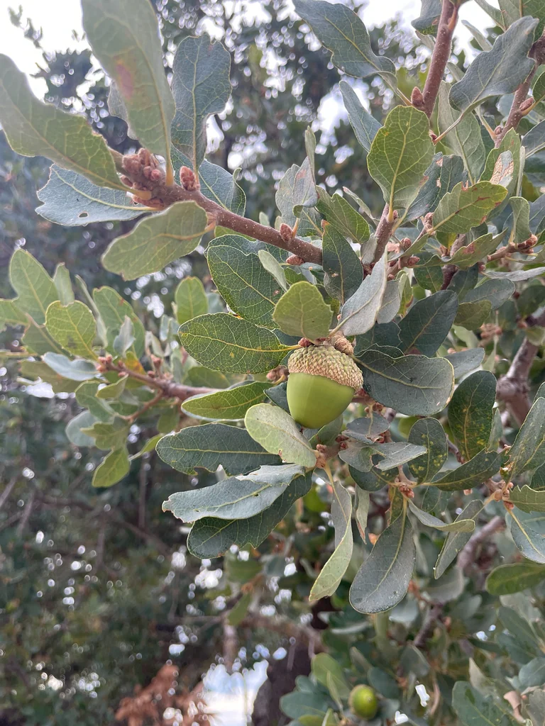 Quercus dumosa