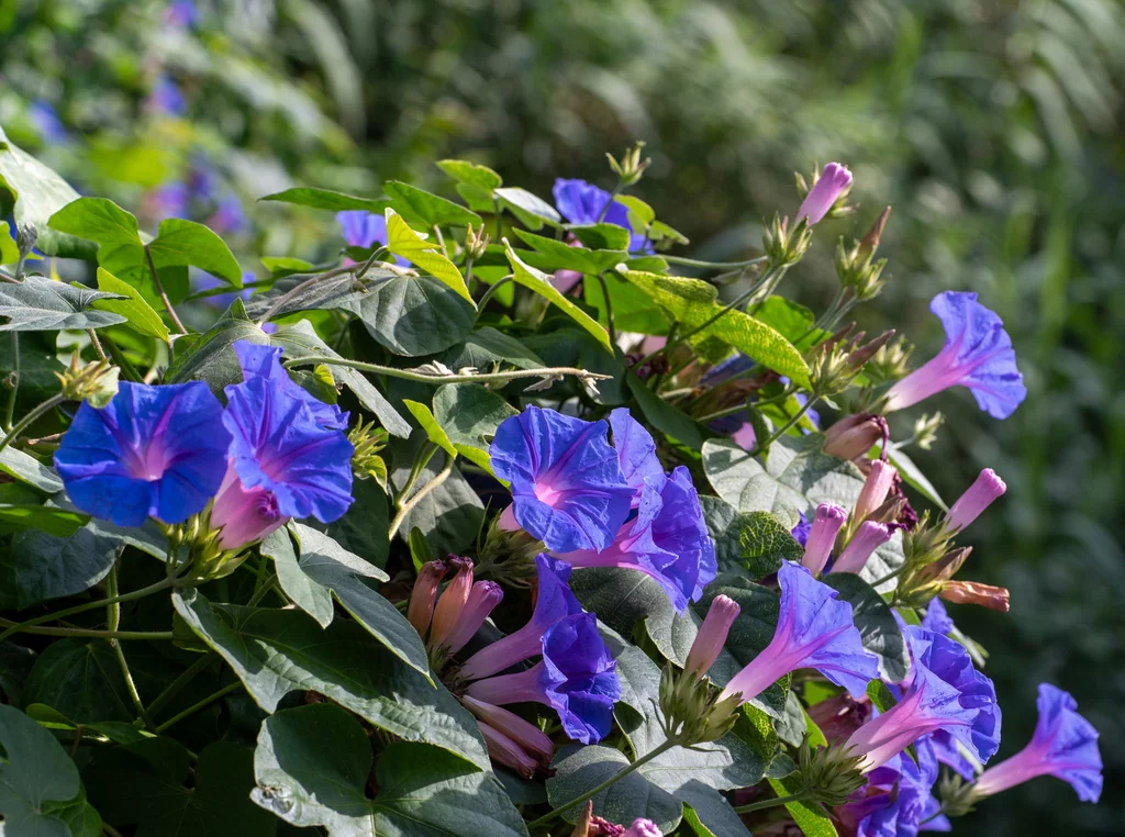 Ipomoea Indica