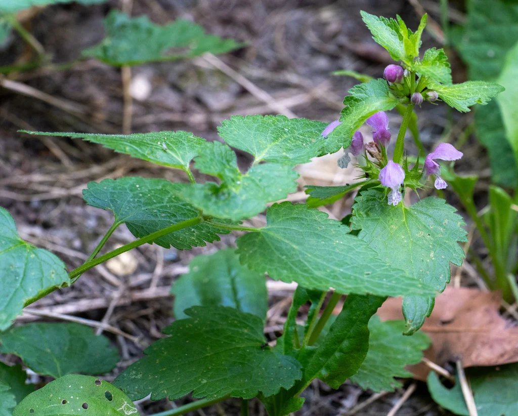 Lamium maculatum
