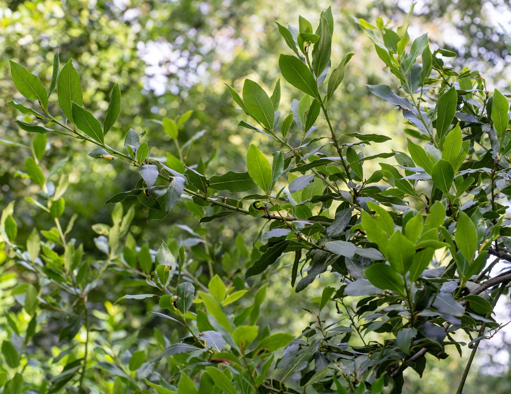 Laurus Nobilis