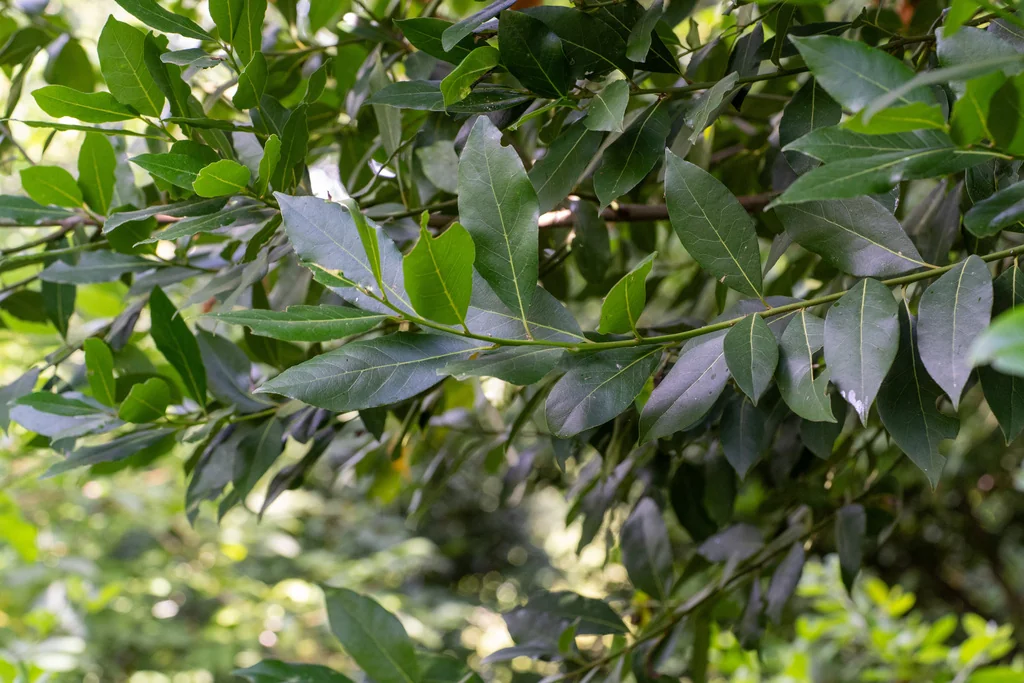 Laurus Nobilis