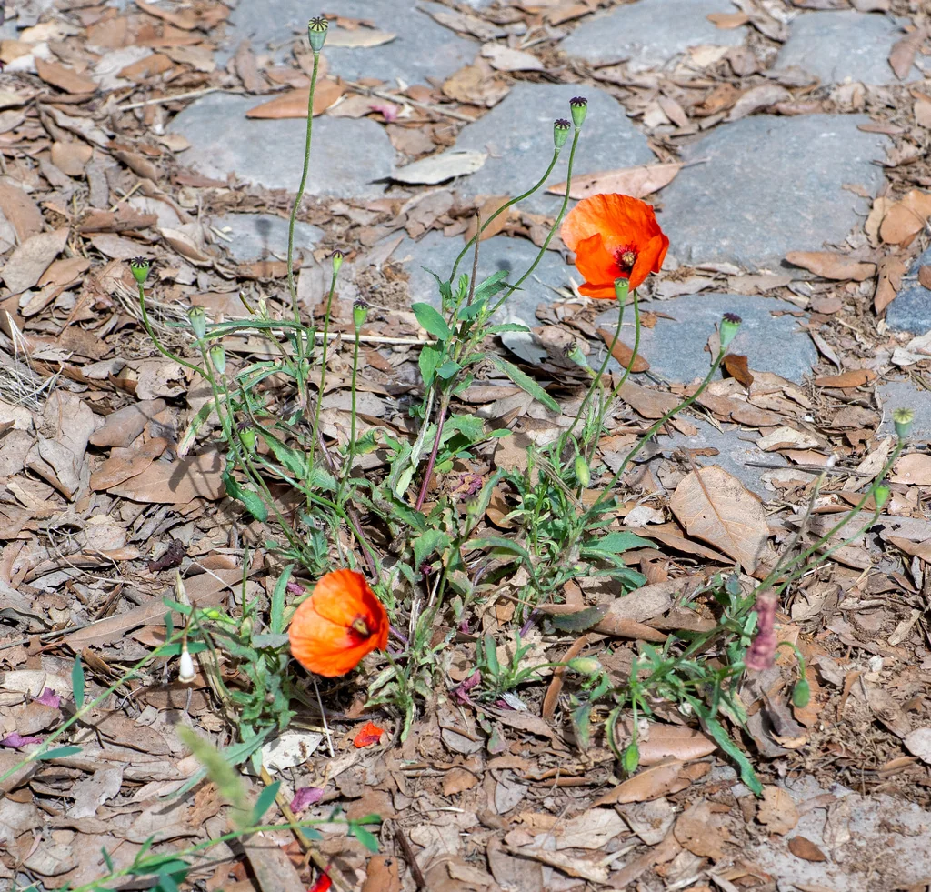 Papaver Rhoeas