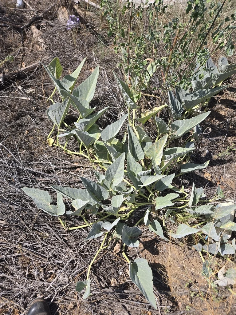 Cucurbita Foetidissima