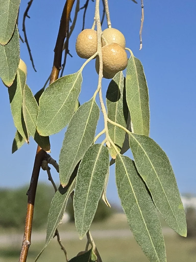 Elaeagnus angustifolia