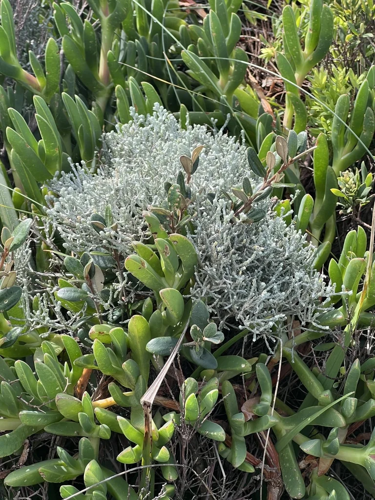 Calocephalus Brownii
