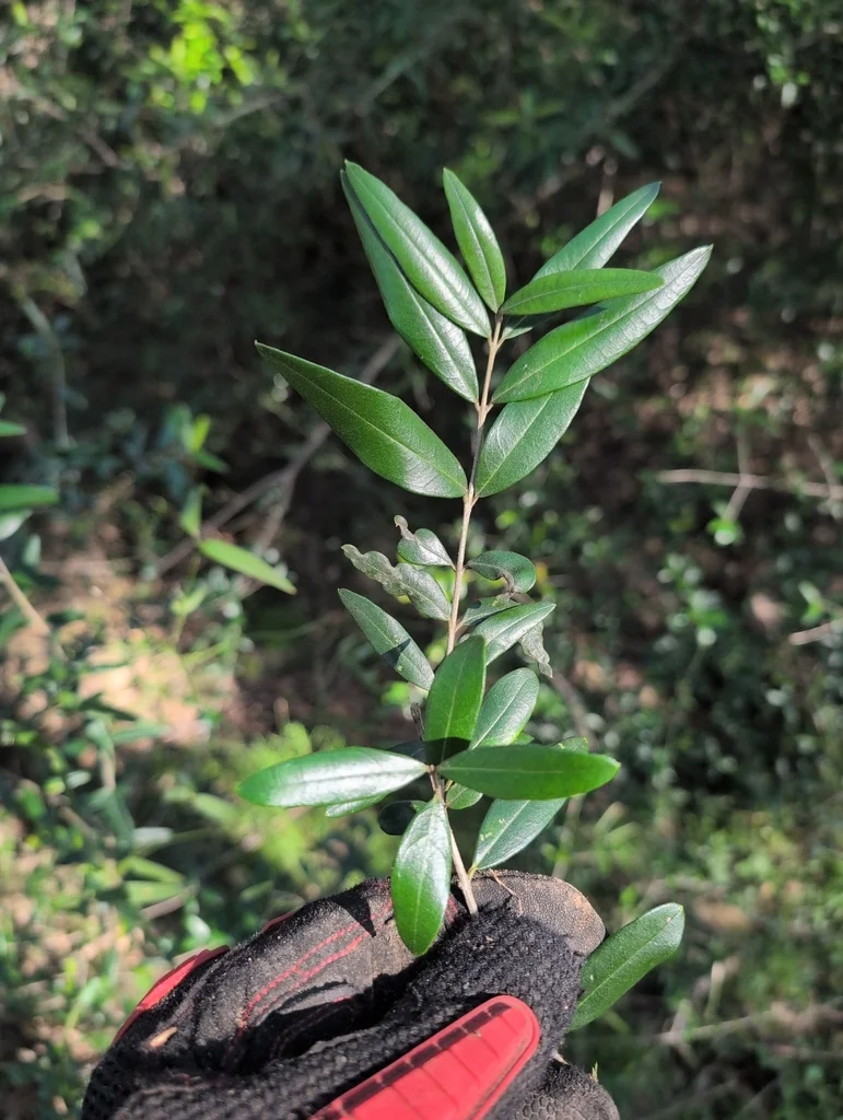 Olea Europaea