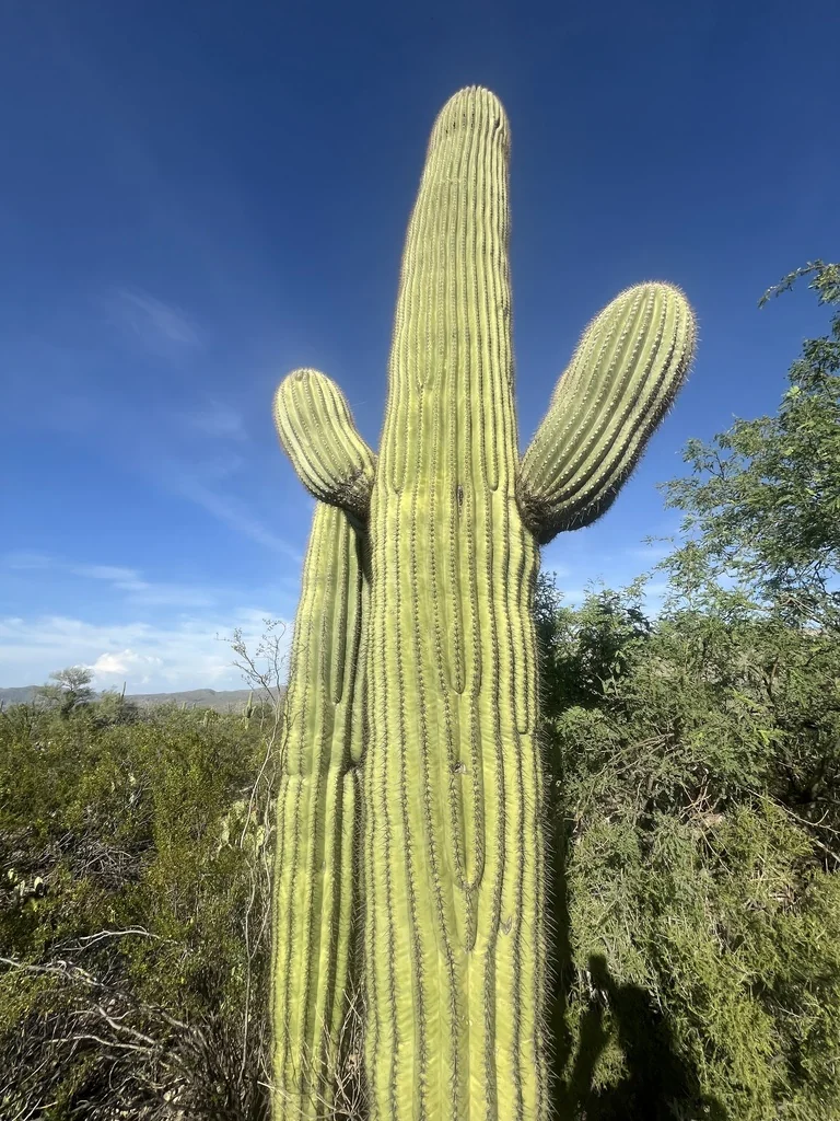 Carnegiea Gigantea