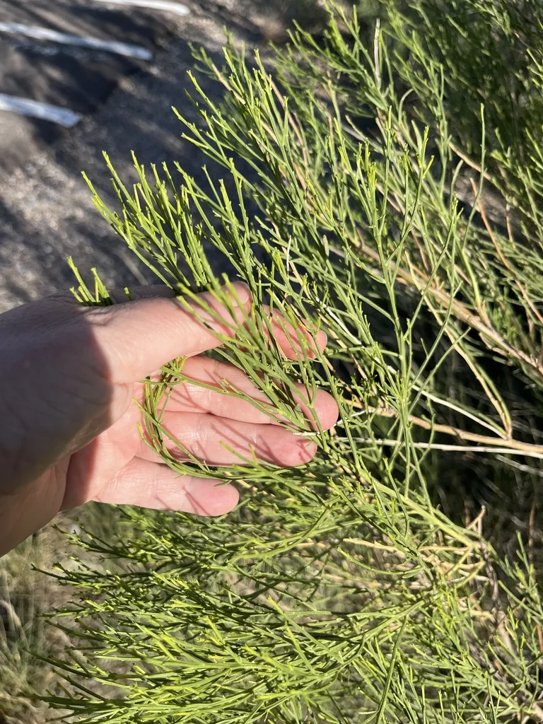 Baccharis Sarothroides