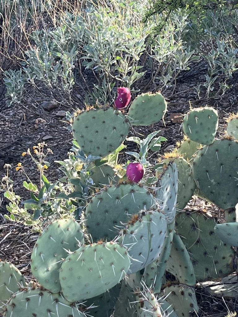 Opuntia Engelmannii