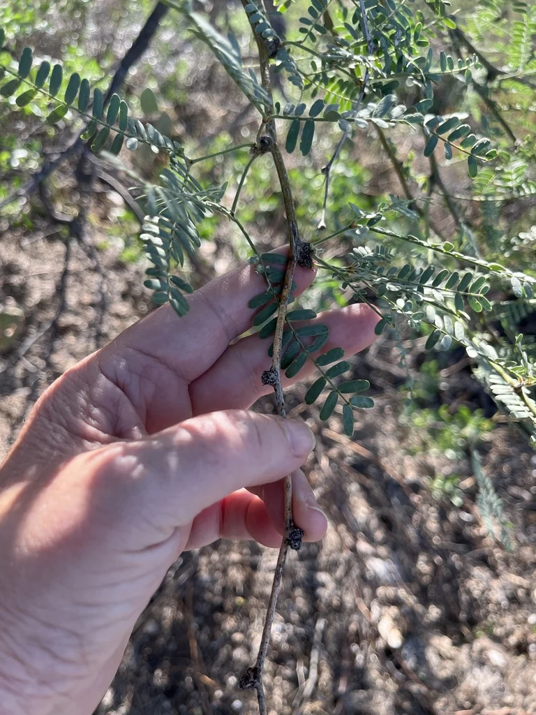 Prosopis Velutina