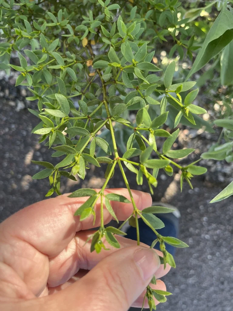 Larrea Tridentata