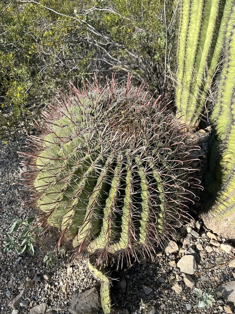 Ferocactus Wislizeni