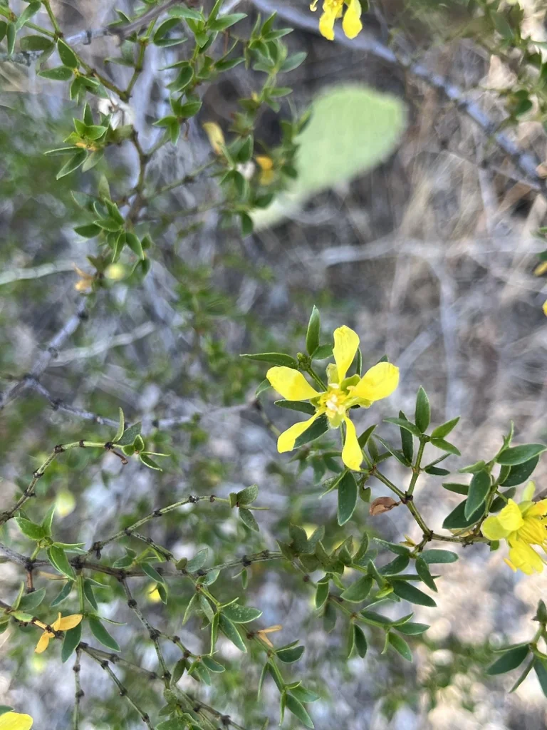 Larrea Tridentata