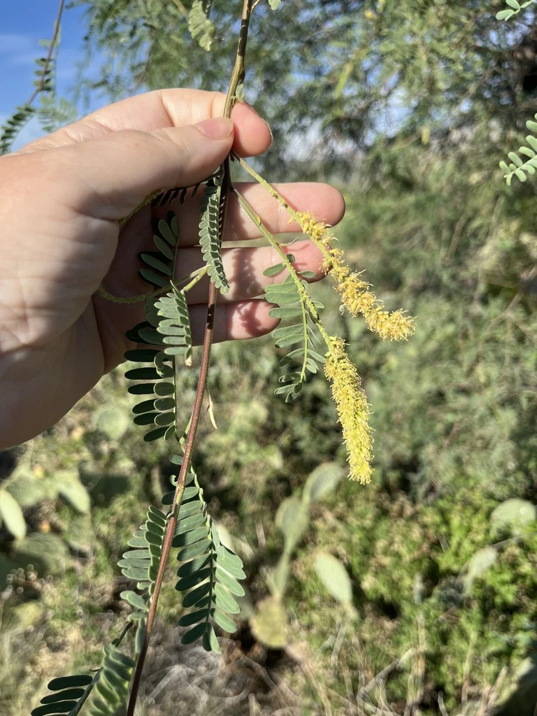 Prosopis Velutina