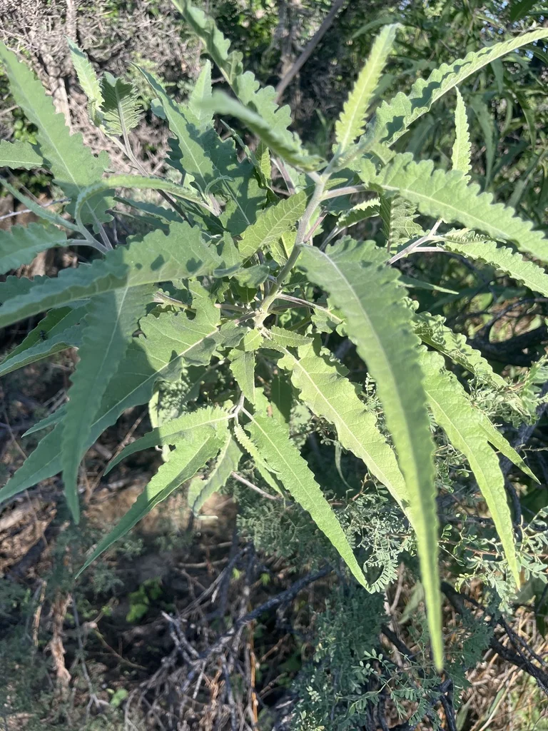Ambrosia Ambrosioides