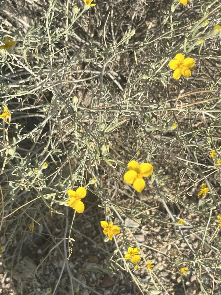 Psilostrophe Cooperi